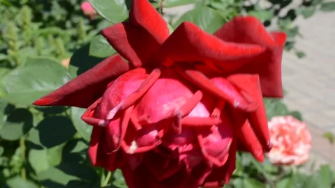 Free Stock Video Roses Growing In A City Park Live Wallpaper - Free Live Wallpaper