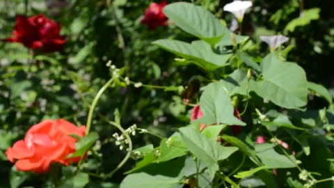 Free Stock Video Roses Growing In A Small Garden Live Wallpaper - Free Live Wallpaper