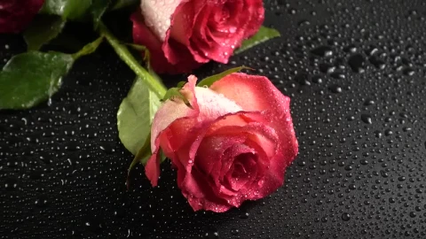 Free Stock Video Roses Laid Out On A Table Live Wallpaper - Free Live Wallpaper