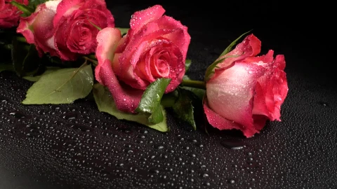 Free Stock Video Roses On A Black Table With Water Drops Live Wallpaper - Free Live Wallpaper
