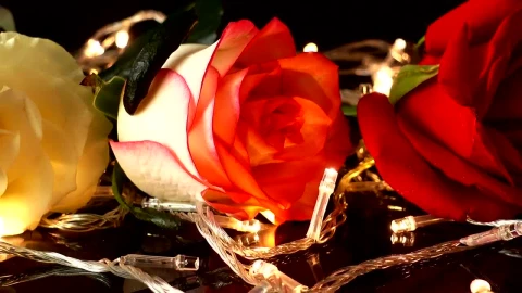 Free Stock Video Roses On Flashing Lights Live Wallpaper - Free Live Wallpaper