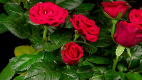 Free Stock Video Roses Opening Their Petals On A Rosebush Live Wallpaper - Free Live Wallpaper