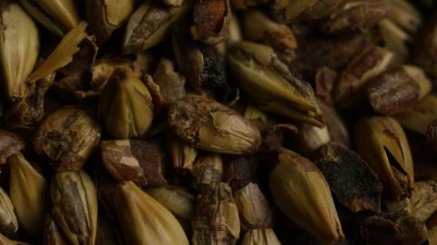 Free Stock Video Rotating Barley Grains Live Wallpaper - Free Live Wallpaper