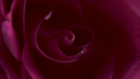 Free Stock Video Rotating Pink Rose Live Wallpaper - Free Live Wallpaper