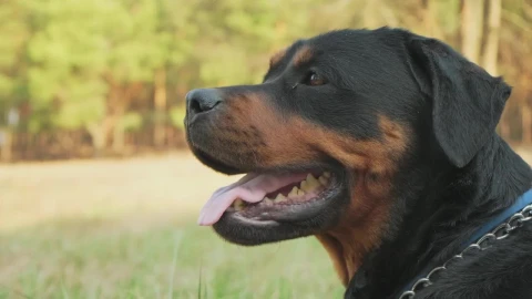 Free Stock Video Rottweiler Waiting In A Forest Live Wallpaper - Free Live Wallpaper