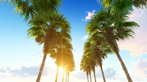 Free Stock Video Row Of Palm Trees On The Hawaii Beach Live Wallpaper - Free Live Wallpaper