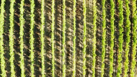 Free Stock Video Rows Of Crops In A Vineyard Live Wallpaper - Free Live Wallpaper
