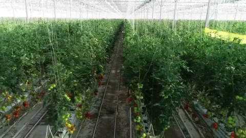 Free Stock Video Rows Of Plants Inside Live Wallpaper - Free Live Wallpaper