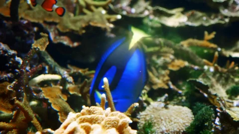 Free Stock Video Royal Blue Tang Fish Swim In Coral Reef Live Wallpaper - Free Live Wallpaper