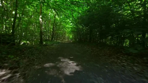 Free Stock Video Running Along A Forest Track Live Wallpaper - Free Live Wallpaper