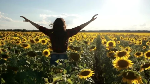 Free Stock Video Running Through Sunflowers Live Wallpaper - Free Live Wallpaper