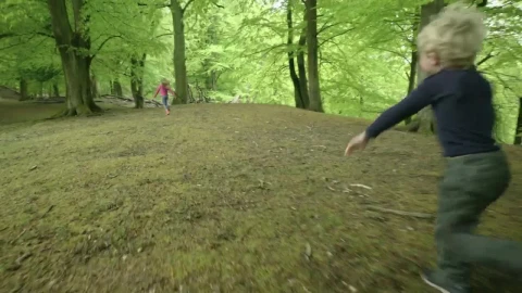 Free Stock Video Running Through Woodland Live Wallpaper - Free Live Wallpaper