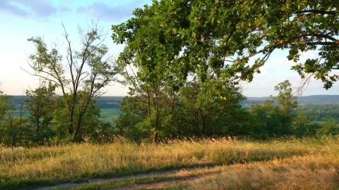 Free Stock Video Rural Road In The Grass Live Wallpaper - Free Live Wallpaper