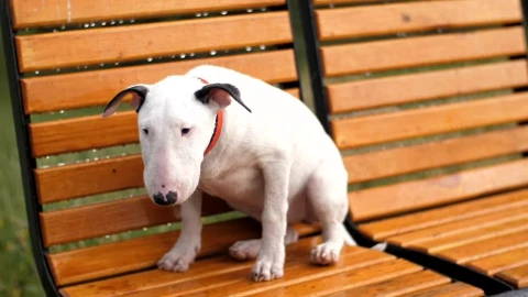 Free Stock Video Sad And Hungry Dog Lost Under Rain Live Wallpaper - Free Live Wallpaper