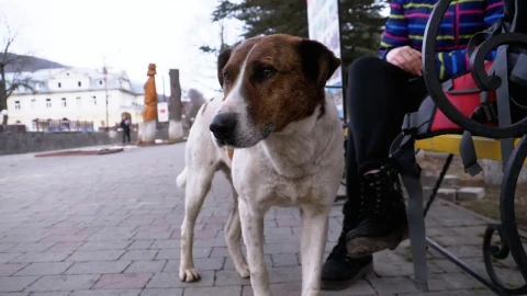 Free Stock Video Sad Dog In The City Park Live Wallpaper - Free Live Wallpaper