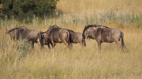 Free Stock Video Safari Animals In The Wild Live Wallpaper - Free Live Wallpaper