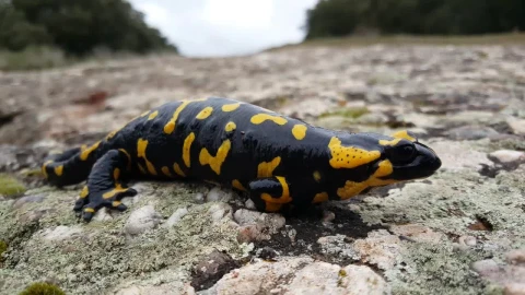 Free Stock Video Salamander On Rocks Live Wallpaper - Free Live Wallpaper