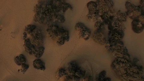 Free Stock Video Sand And Dry Plants Close To The Ocean Live Wallpaper - Free Live Wallpaper