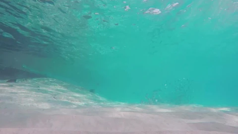 Free Stock Video Sand At The Bottom Of The Sea With Fish Live Wallpaper - Free Live Wallpaper