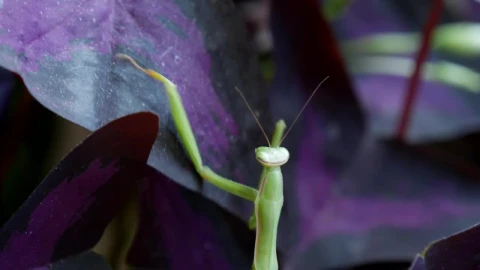 Free Stock Video Santis Religious Climbing Up Leaves Of A Plant Live Wallpaper - Free Live Wallpaper