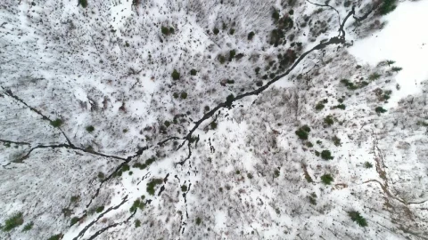 Free Stock Video Satellite View Of A Snowy Forest Live Wallpaper - Free Live Wallpaper