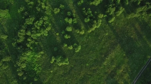 Free Stock Video Scattered Trees In A Forest Live Wallpaper - Free Live Wallpaper