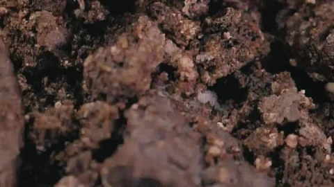 Free Stock Video Scene Close To The Pieces Of Cookie On A Donut Live Wallpaper - Free Live Wallpaper