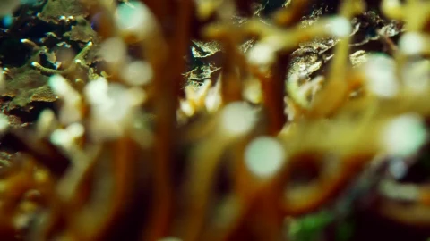 Free Stock Video School Of Ocean Fish Swim Along Coral Reef Live Wallpaper - Free Live Wallpaper