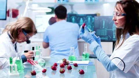 Free Stock Video Scientist Injects Strawberry In Research Lab Live Wallpaper - Free Live Wallpaper