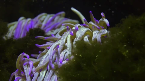 Free Stock Video Sea Anemone At The Coral Reef Live Wallpaper - Free Live Wallpaper
