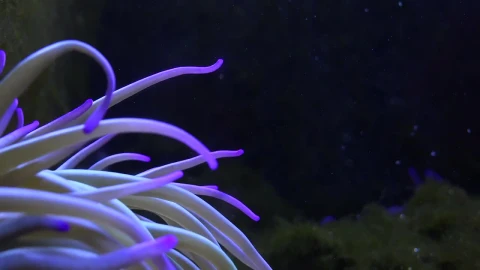 Free Stock Video Sea Anemone Moving In The Bottom Of The Sea Live Wallpaper - Free Live Wallpaper