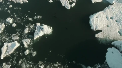 Free Stock Video Sea Bird Flying Over Seals Live Wallpaper - Free Live Wallpaper