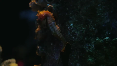 Free Stock Video Sea Horse Swimming Gently Live Wallpaper - Free Live Wallpaper