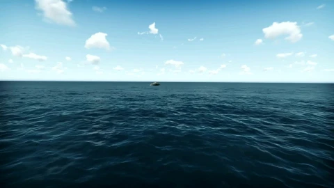 Free Stock Video Sea In D As A Shark Swims Out Live Wallpaper - Free Live Wallpaper