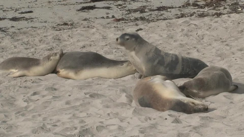 Free Stock Video Sea Lions Sleeping In The Sand Live Wallpaper - Free Live Wallpaper