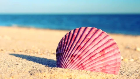 Free Stock Video Sea Shell On The Sand Near The Seashore Live Wallpaper - Free Live Wallpaper