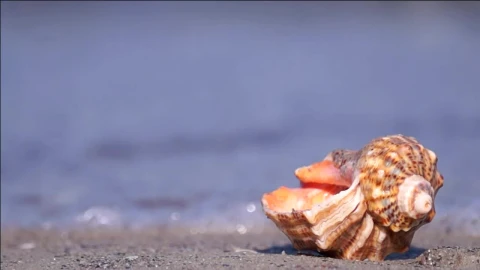 Free Stock Video Sea Shell On The Beach Live Wallpaper - Free Live Wallpaper