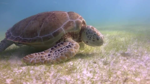 Free Stock Video Sea Turtle Feeding On The Seabed Live Wallpaper - Free Live Wallpaper