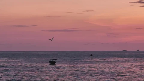 Free Stock Video Seabird Flying Over Water Live Wallpaper - Free Live Wallpaper