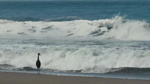Free Stock Video Seabird On The Beach Live Wallpaper - Free Live Wallpaper