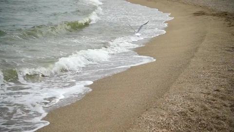 Free Stock Video Seagull Flying Out To Sea Live Wallpaper - Free Live Wallpaper