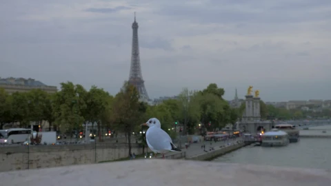 Free Stock Video Seagull In Paris Live Wallpaper - Free Live Wallpaper