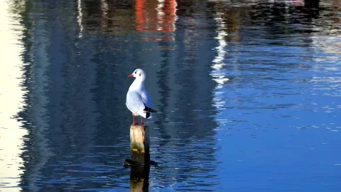 Free Stock Video Seagull On The Port Live Wallpaper - Free Live Wallpaper