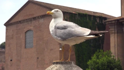 Free Stock Video Seagull Standing Live Wallpaper - Free Live Wallpaper