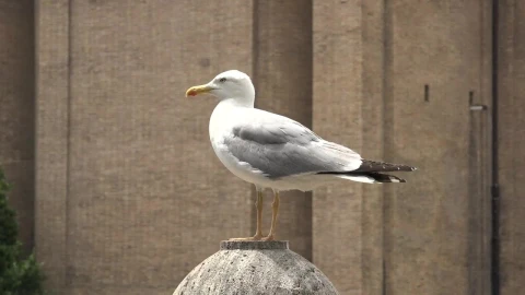 Free Stock Video Seagull Standing On A Concrete Ball Live Wallpaper - Free Live Wallpaper
