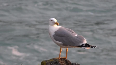 Free Stock Video Seagull Standing On A Rock Live Wallpaper - Free Live Wallpaper