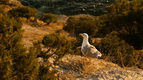 Free Stock Video Seagull Taking Off Near The Sea Live Wallpaper - Free Live Wallpaper