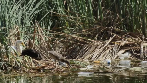Free Stock Video Seagulls And Ducks In A River Polluted With Garbage Live Wallpaper - Free Live Wallpaper