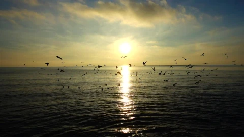 Free Stock Video Seagulls Against The Horizon Live Wallpaper - Free Live Wallpaper