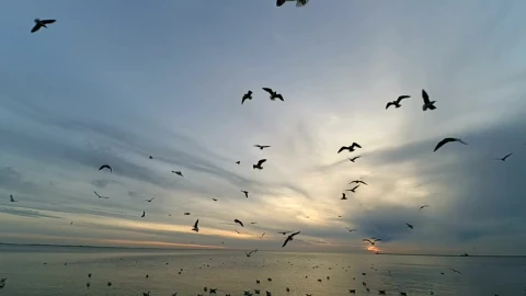 Free Stock Video Seagulls At Low Tide Live Wallpaper - Free Live Wallpaper